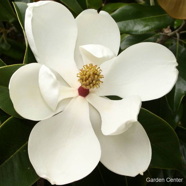 Magnolia grandiflora gallissoniensis