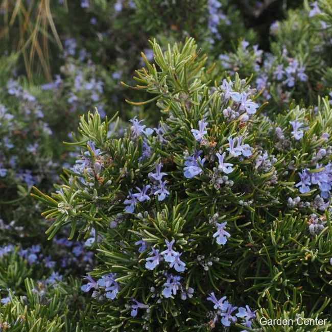 Rosmarinus officinalis Corsican blue