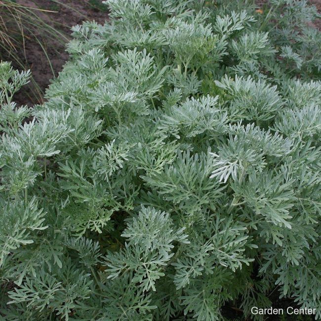 Artemisia arborescence