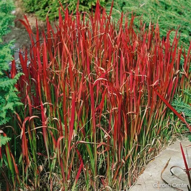 Imperata cylindrica - Red Baron