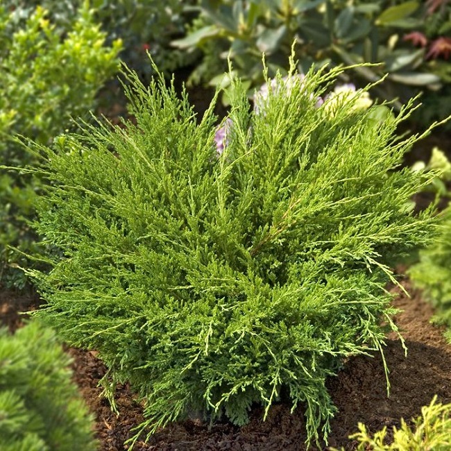 Juniperus adorra compacta