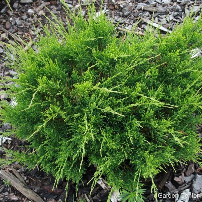 Juniperus pfitzeriana mintjule