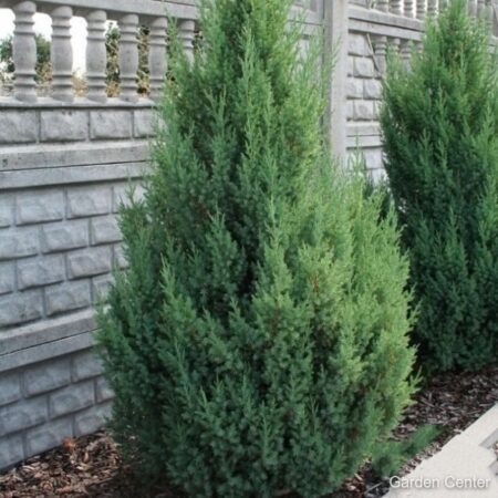 Juniperus stricta