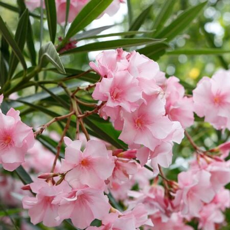 Nerium oleander pink