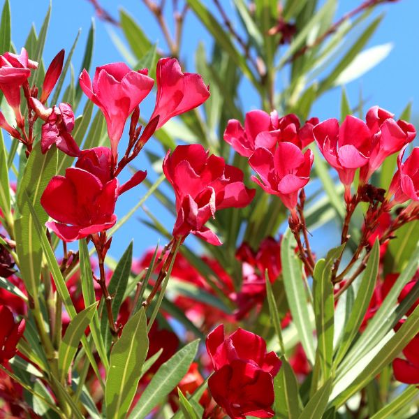 Nerium oleander red