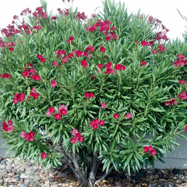 Nerium oleander red nana
