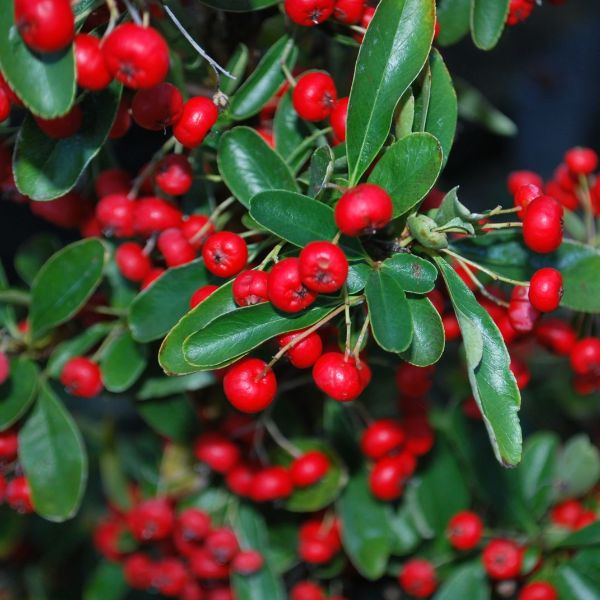 Pyracantha coccinea red