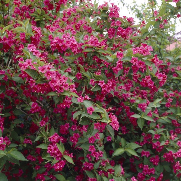 Weigelia florida bistro ruby red