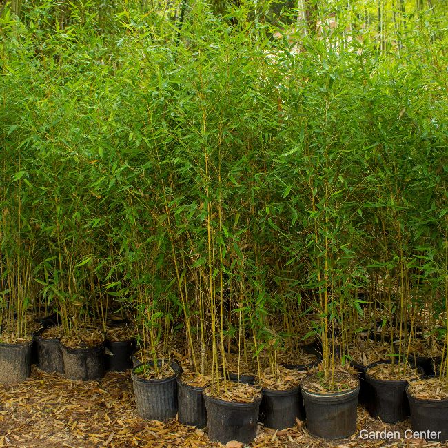 Bamboo phyllostachys aurea